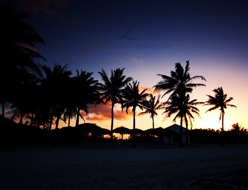 Sunset on Palm trees