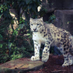 Wordless Wednesday – Jardin des Plantes, Paris, part 2 : the Zoo