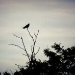 Wordless Wednesday : The Ones with Wings